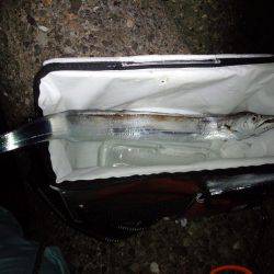 太刀魚調査・・・渋かった(泣)